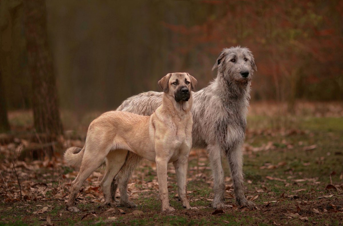 Hi everyone, we are Maddie and Trevor. 👋🏻Two gentle giants and 110kg (243lbs) full of love joining the #twitterdogcommunity. I can already tell I'm completely in love with the quality of photos 🤩

#irishwolfhound #dogsofinstagram #anatolianshepherd