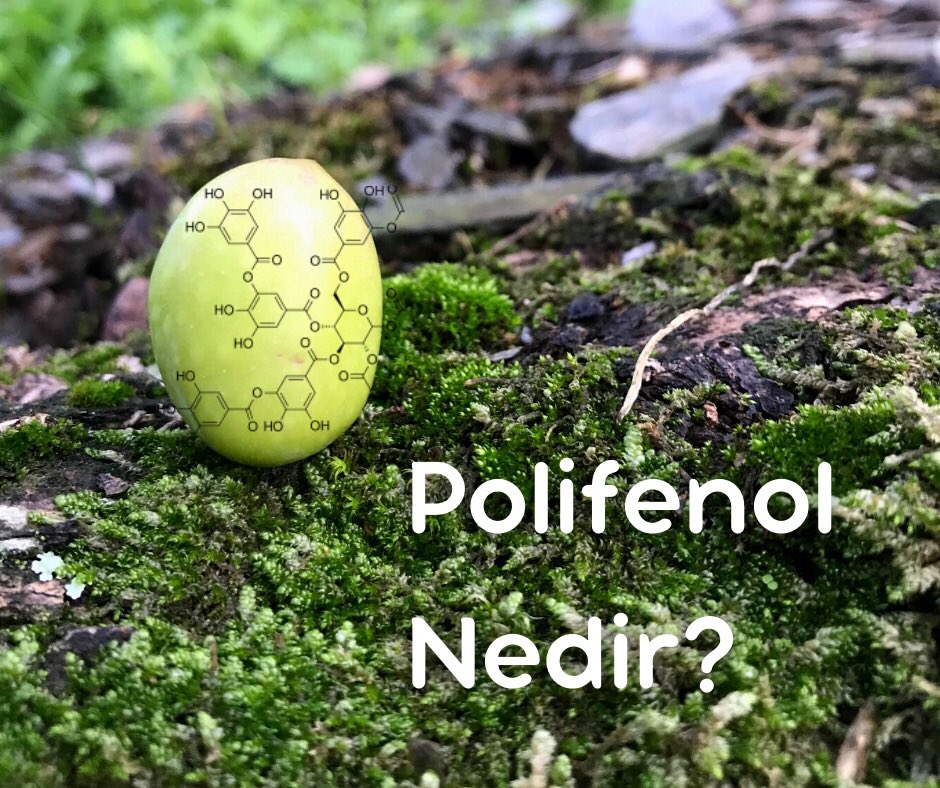 Üzüm, çikolata ve zeytin gibi bitkisel gıdalarda bulunan bir tür biyoaktif bileşiktir.Bitkiyi zararlı yapılardan korumak için vardır.Zeytinyağndaki polifenollerin vücutta emilimi 50 kat daha fazladır. Sağlığımıza olan etkileri için bu küçük biyoaktif bileşiklere teşekkür ederiz💚