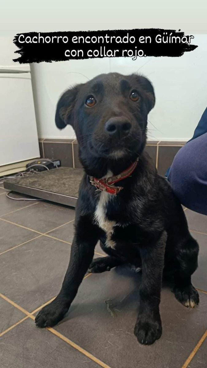 Encontrados en Güímar. Por favor difundir por si los están buscando. Están en el Centro de Protección Animal Tierra Blanca.