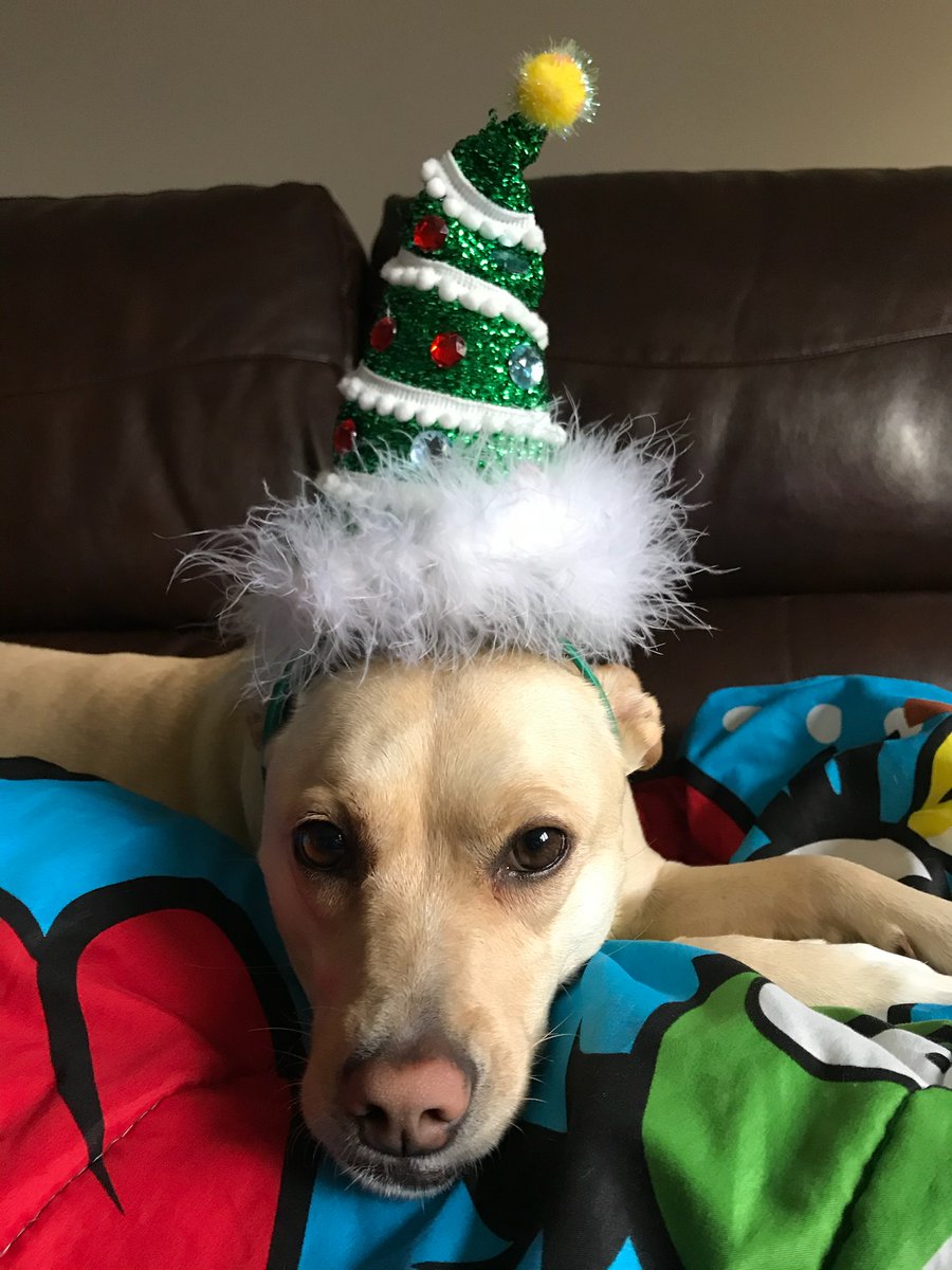john_nahrgang's tweet photo. #WCDSBPetWeek here is Roxy our fur baby who shares her kindness with everyone she meets. https://t.co/Kx6FQbEAEw
