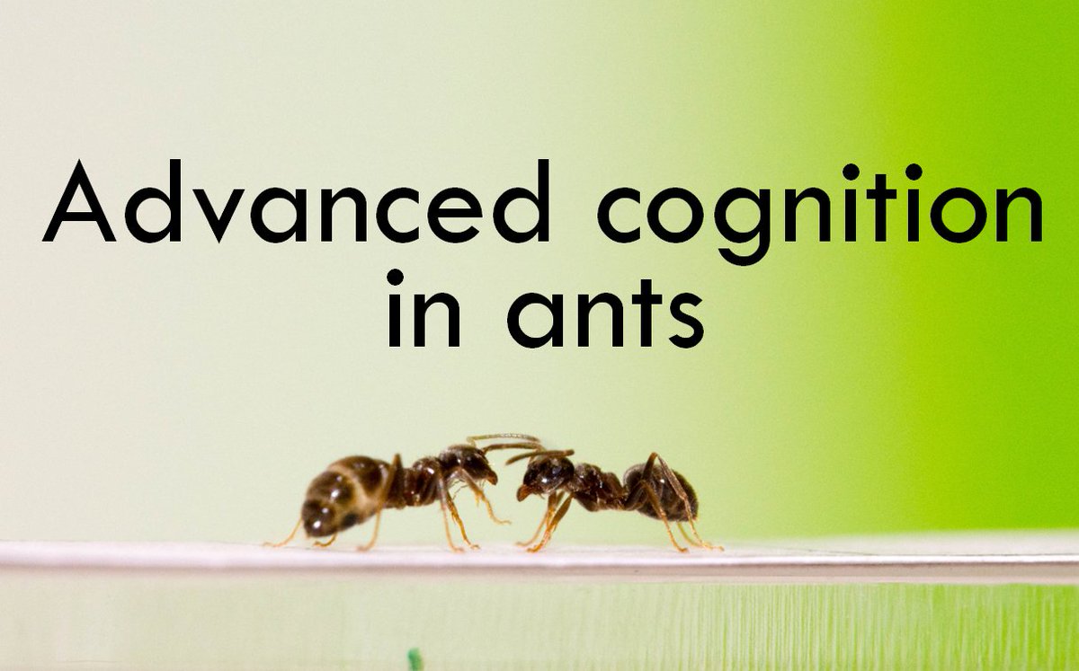 My review on ant #cognition is finally out! myrmecologicalnews.org/cms/index.php?… Feel free to use it for all your ant cognition citation needs 😉 @MyrmecolNews