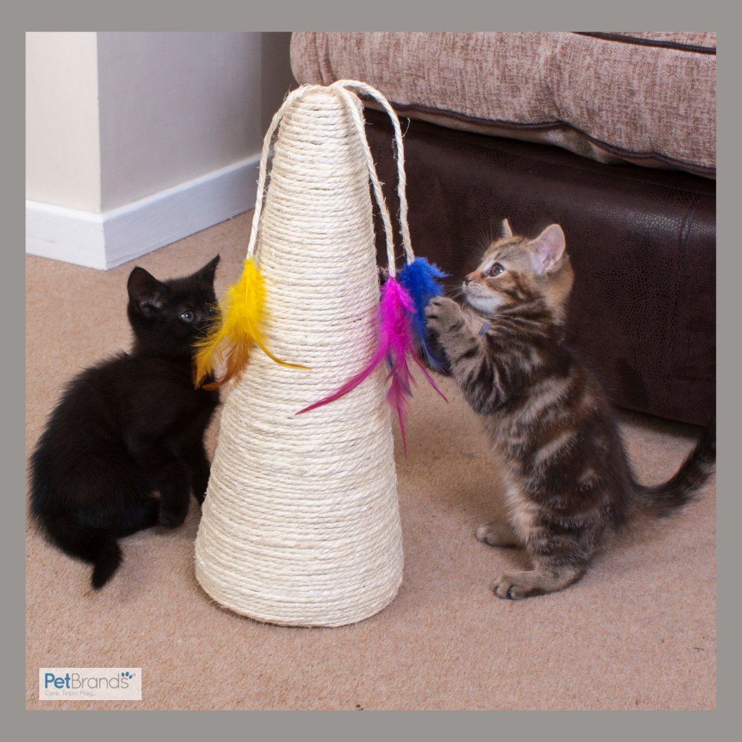 Our Ministry Of Pets range has a large selection of cat toys that your feline friends will go crazy for!

Available at all good retailers!

#PetBrands #Pets #NationalCatHealthMonth