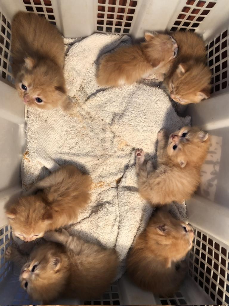 Ya Tuhan dulu pernah punya gerombolan kcg! oyen segini banyak :(
