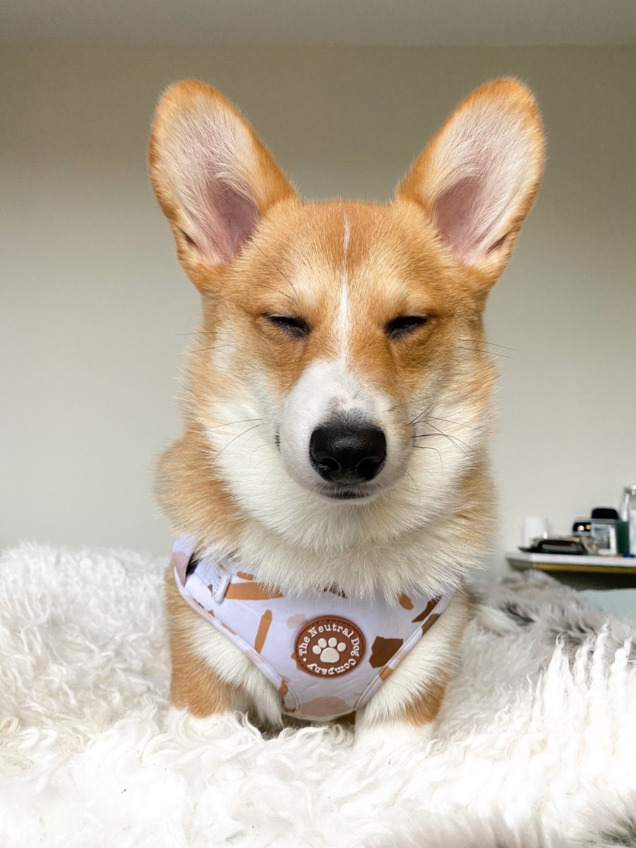 The face of al the new dog accounts migrating from instagram, trying to figure out how twitter works 🤔🤯