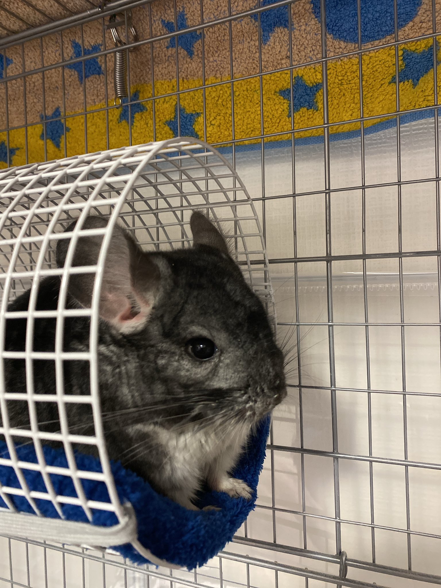 サキ パン チンチラ 寛太 Kantachinchilla Twitter