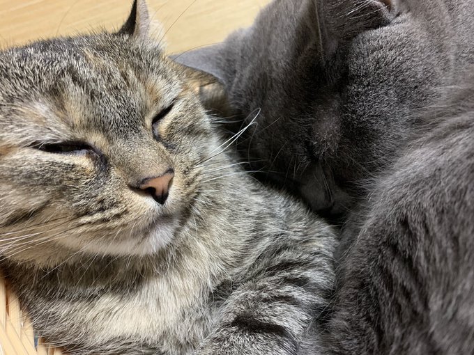 沈黙猫さんちの毛玉置き場のtwitterイラスト検索結果