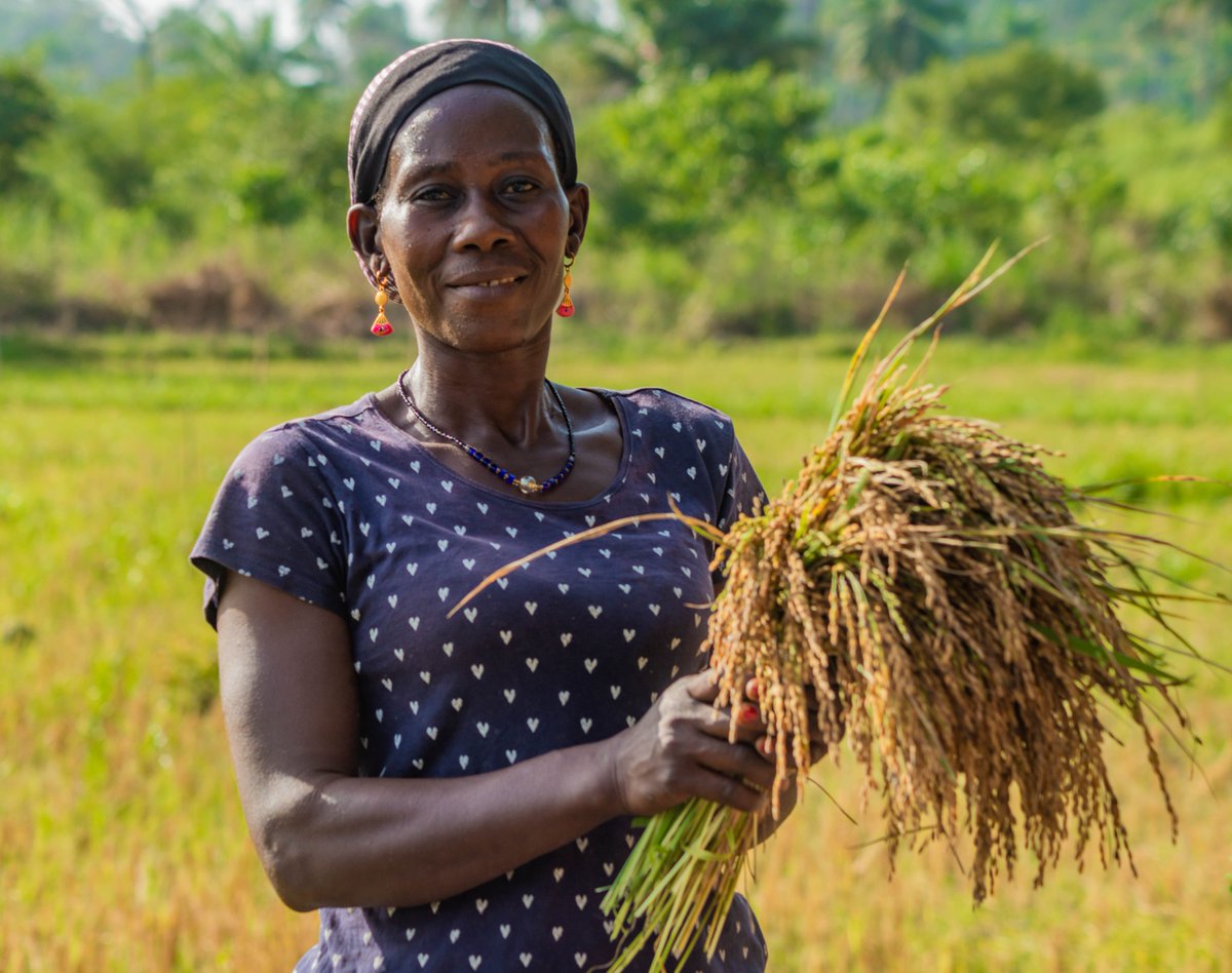 CERFAM_4_Africa's tweet photo. In #Guinea, post-harvest losses for #rice are estimated between 30-40%. For CERFAM, which leads this two-days workshop funded by @WFP Centre of Excellence in China, the fight against post-harvest losses requires partnerships and strategic alliances to achieve the objective. https://t.co/LTz6wEC8Uc