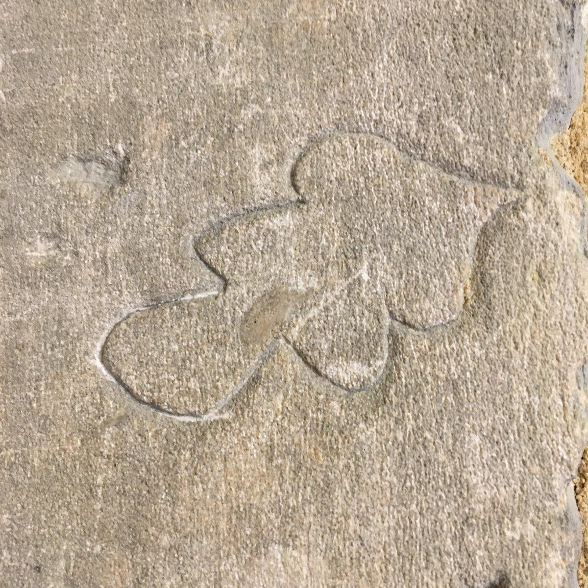 There are little #mysteries dotted around Lodge Park, like this #oak leaf shape carved into a piece of stone in one of the walls. We don't know why it was carved there or what it means, but it's part of what makes this place special.