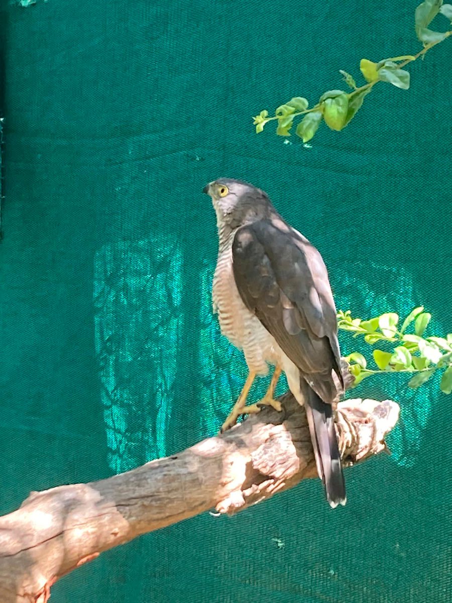 VicFallsWildlifeTrust tweet media