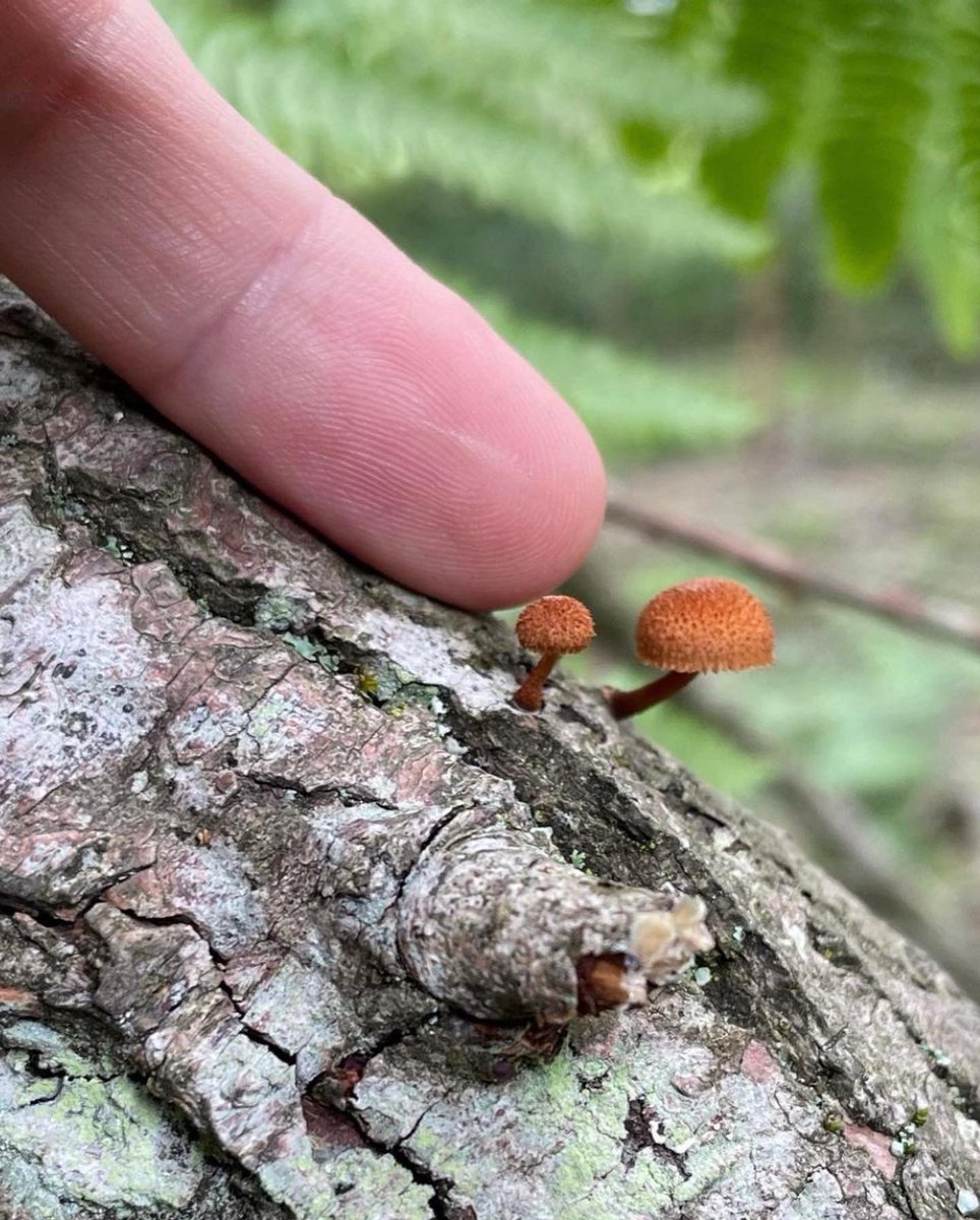 Allthingsfungifestival tweet media