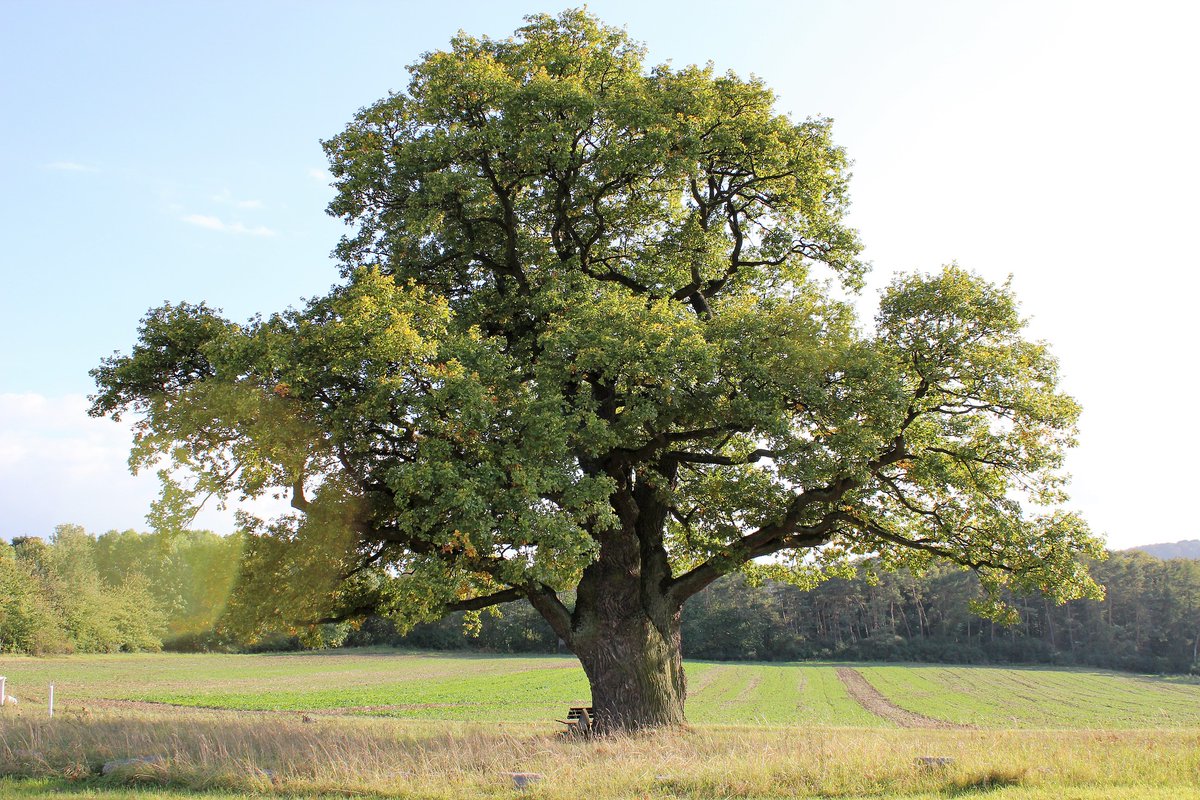 HaggardHawks's tweet image. The word ROBUST derives from ‘robur’, a Latin word for an oak tree.