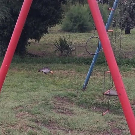 alejandromorici's tweet photo. La Bandurria austral (Theristicus melanopis) es cada vez más frecuente que se observé durante la época estival en el sudoeste bonaerense. Cómo otras tantas especies "patagónicas". Ejemplar en la Escuela de #Erize Gracias Gisela Montiel https://t.co/JPTBQcnTYR