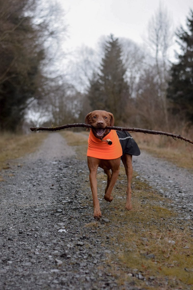 What up #twitterdogcommunity 🐾

#dogsoftwitter