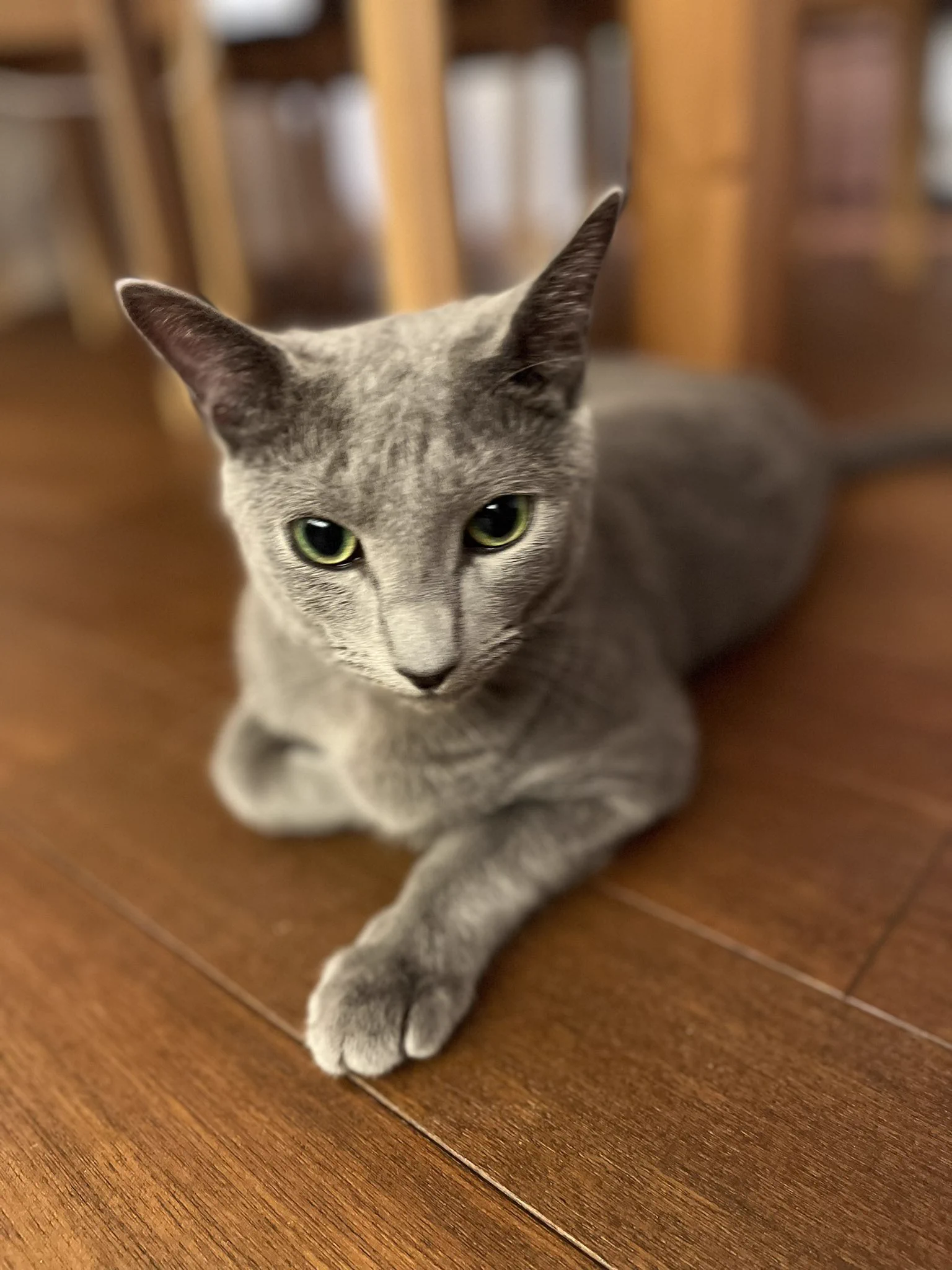 @syakecat うちの子？？？w 