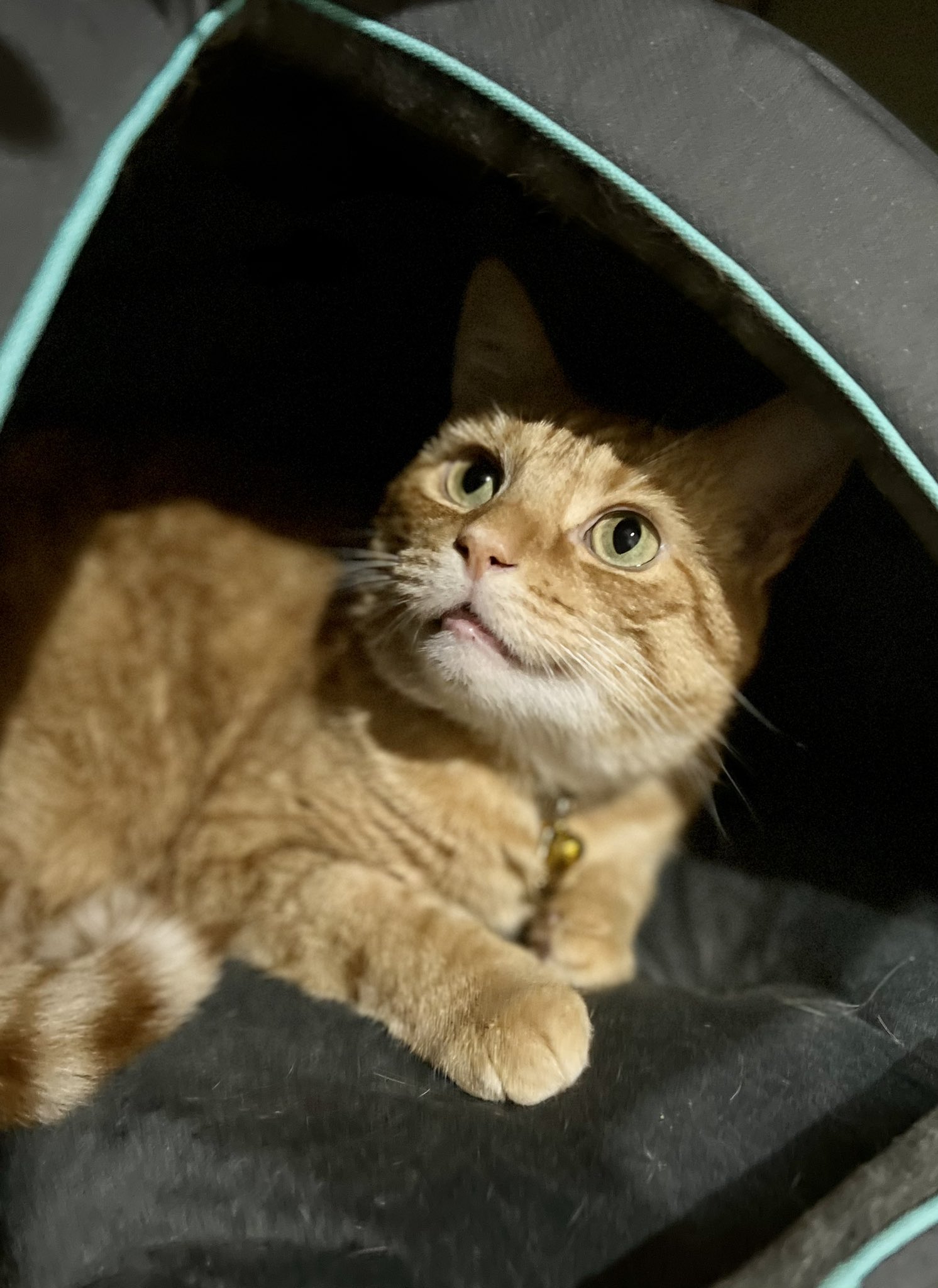 Bobbie The Ginger Cat Ginger Bobbie Twitter