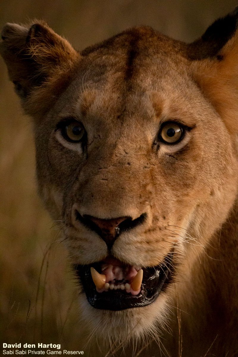 SabiSabiReserve's tweet photo. As dusk falls, the predators start waking from their sleep. The cooler air gets the lions of the Mhangeni Pride moving and the failing light leaves the possibility of a hunt. #lions #big5 #safari #wildlife https://t.co/kq6yE7cJgP
