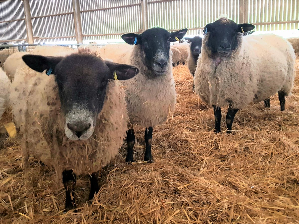 RotaryCantUK's tweet photo. We had a fascinating trip to a local farm &amp; got a chance to see lambs being born right before our eyes - no kidding! https://t.co/gmZIXZPxas 🐏🐏🐏

#rotarytrip #sheepfarming #lifeonafarm #sheepbreeding #thefoodweeat #lambing #lambsinspring #shepherds #kentfarms #animalhusbandry https://t.co/86FKGmWIQt