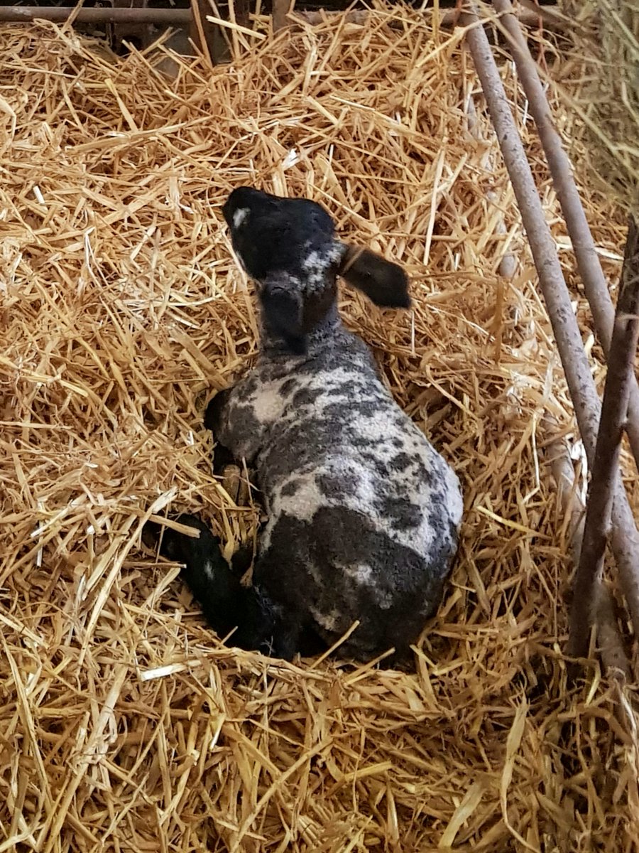 RotaryCantUK's tweet photo. We had a fascinating trip to a local farm &amp; got a chance to see lambs being born right before our eyes - no kidding! https://t.co/gmZIXZPxas 🐏🐏🐏

#rotarytrip #sheepfarming #lifeonafarm #sheepbreeding #thefoodweeat #lambing #lambsinspring #shepherds #kentfarms #animalhusbandry https://t.co/86FKGmWIQt