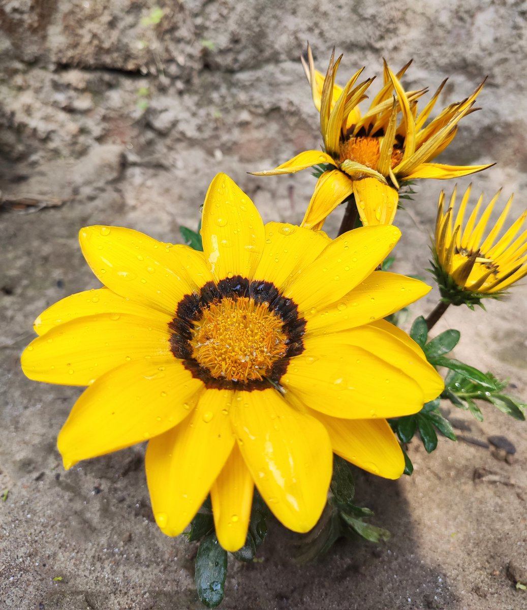 nitishkumar_t's tweet image. &quot;A flower blossoms for its own joy.&quot;
#Nature #nitiskumar007 #Flowers