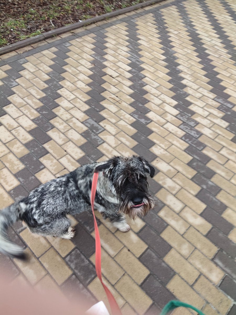 Joy_Schnauzer's tweet photo. went for a walk between the bombings
#dogsoftwitter #SchnauzerGang
# fucking Russia
#russiagotohell https://t.co/BNtxARzQHy