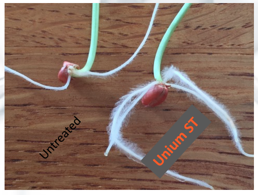 uniumbioscience's tweet photo. Above ground they appear similar but beneath the surface theres a world of difference #rootlength #rootbiomass and importantly #rootactivity ~ exudation to feed biology is very different which has season long impacts on crop growth. #biologicals #biostimulants #seedtreatment https://t.co/I6UGIxX80a
