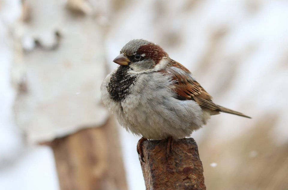 Ежегодно, с 1996 года Союз охраны птиц России выбирают птицу, которая становится символом года. В 2022 году такой птицей стал домовый воробей🐦 Подробнее об этой птице читайте на сайте МРОКМ имени И.Д. Воронина: mrkm.ru/novosti/domovy… 
#mrokm_saransk #ДомовыйВоробей