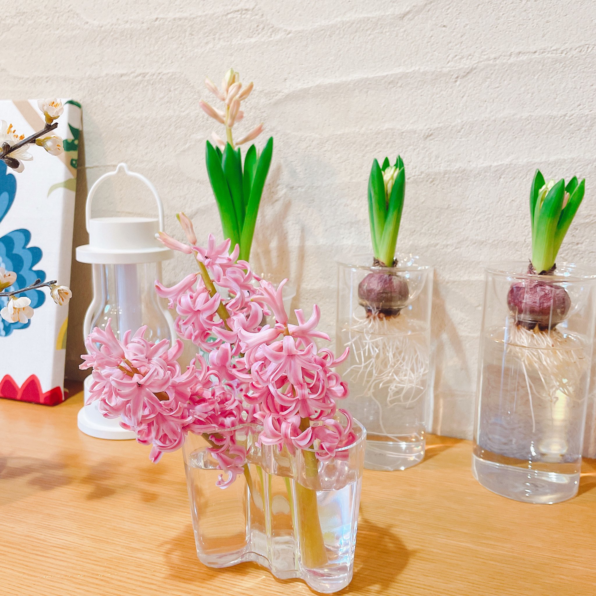 ヒヤシンス水耕栽培 Twitter Search Twitter