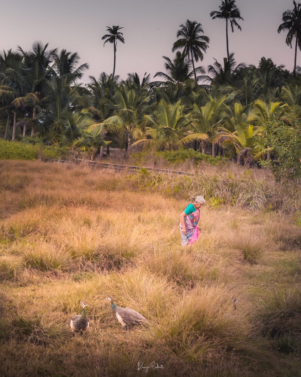 RamyaBalkur's tweet photo. Glimpse of village life in Kundapura. A resident cutting grass for her cow accompanied by wild peahens! 

I was amazed to see this great harmony between peahens and villagers!

#kundapura #karnatakatourism #IncredibleIndia #india https://t.co/EJLzjBoEvS