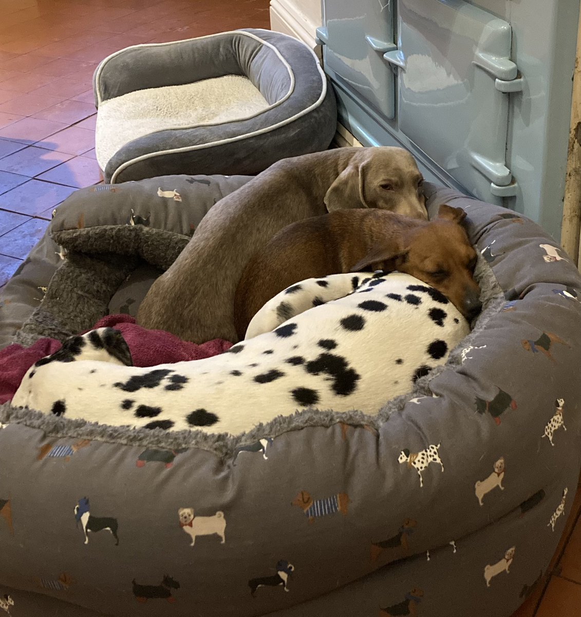 AlexMacras's tweet photo. Now THIS is how you’re supposed to Thursday 👇🏻. #snugglepups #GeneralGuster #BellaBean #DaisyDots #loveliveson https://t.co/CEtrJuLICz