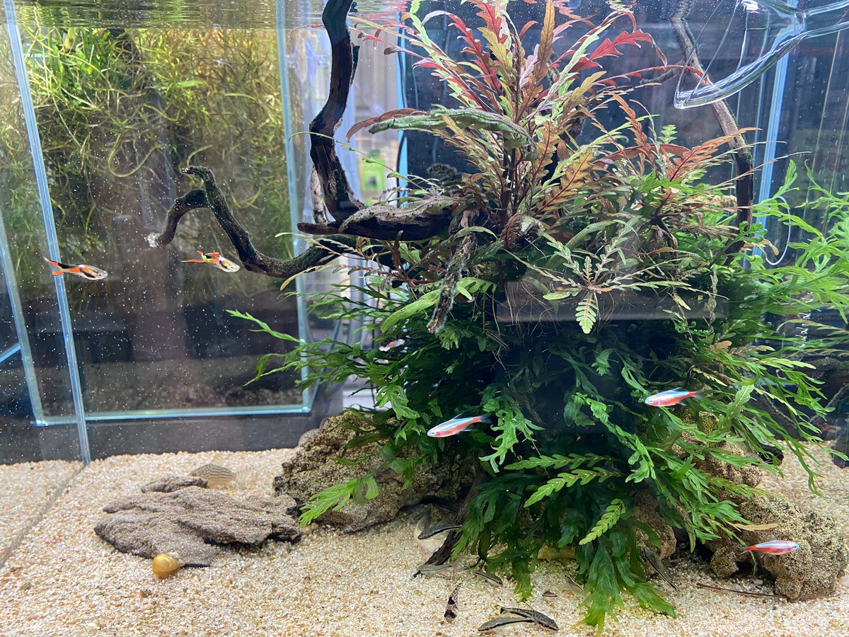 45cm水槽だけど、右寄りの構図でコリドラスの為に左を解放したので