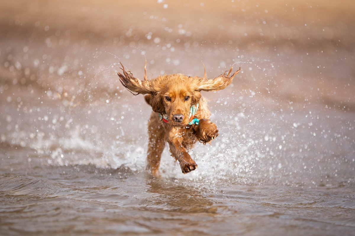 All the dog accounts running over to <a href="/Twitter/">Twitter</a> from Insta like ✈️                 <a href="/polka_dot_loki/">Loki The Dalmatian</a>  #DogsofTwittter #dogsoftwitter #cockerspaniel #dogphotography #photography