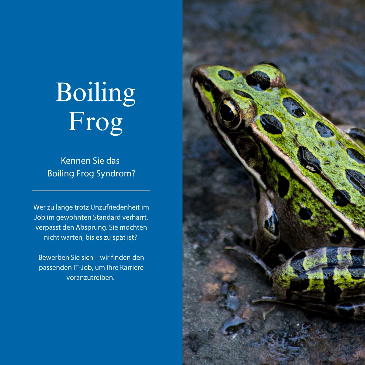 Vesterling's tweet photo. Kennen Sie das Boiling Frog Syndrom? Wer trotz Unzufriedenheit im Job im gewohnten Standard verharrt, verpasst den Absprung. Sie möchten nicht warten, bis es zu spät ist? Bewerben Sie sich – wir finden den passenden IT-Job, um Ihre Karriere voranzutreiben. https://t.co/JSJKDT1xT1 https://t.co/5604Ou8nrW