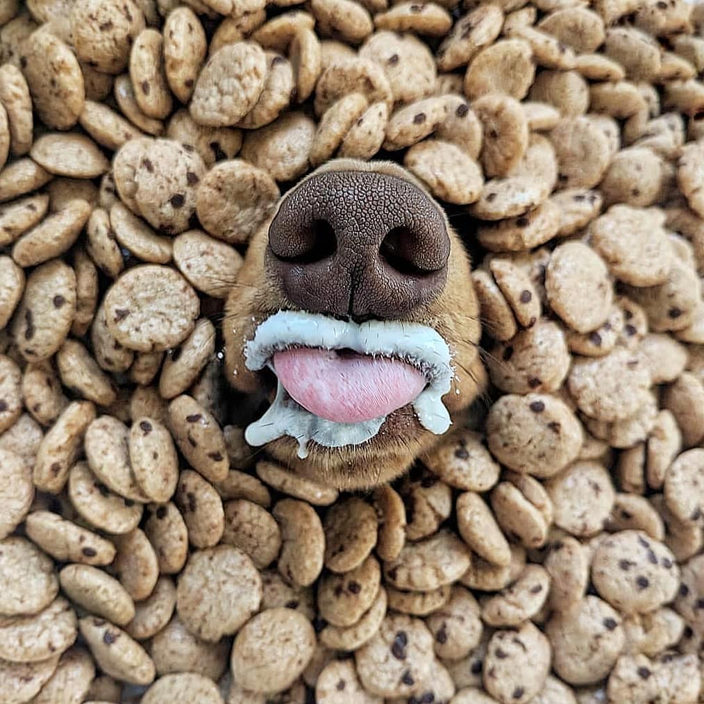 #ArtFood 🎨
Les vrais foodeurs de troubles !! 🐶🤤🤣 #doglovers 😍
➖
📷 @ schmitt.happenss
#parisfoodie #foodporn #doggy #foodphotography #creativefood #foodlover #dog #yummy #foodstagram #doggie #foodstyling #chien #tropbon #bonappetit #parisfood #delicious #TendancesFood