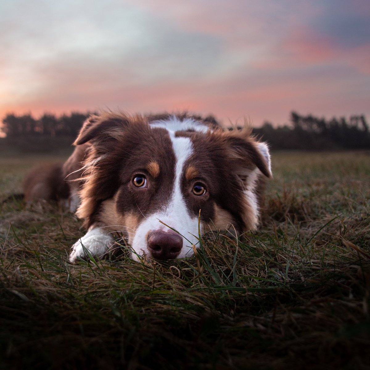 🐾 Happy Aussie Riley 🐾 tweet media
