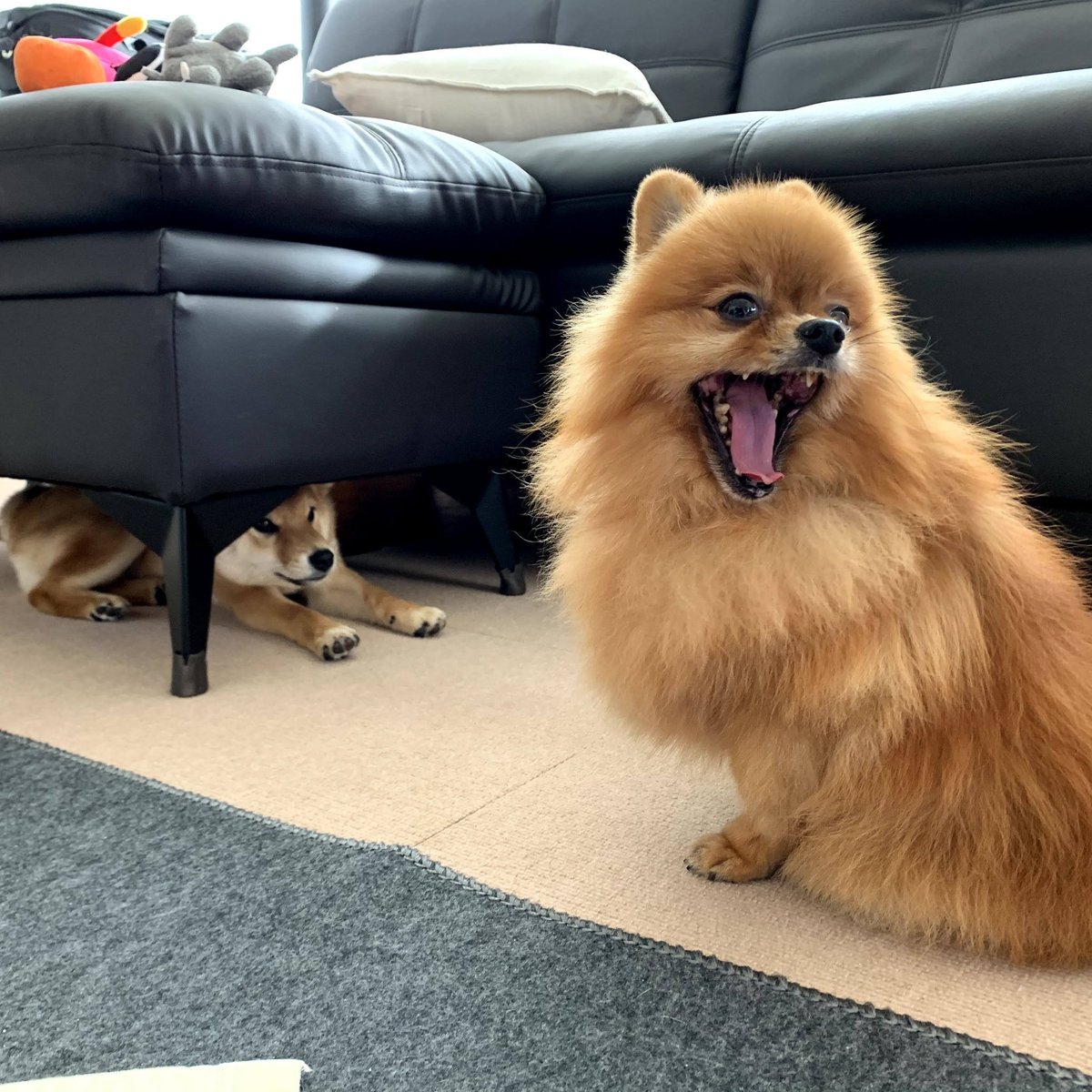 kansukepome's tweet photo. 狙われているのに気づかない勘助
#下から柴犬が狙ってる　#あくび　#ポメ　#柴犬　#ソファの下にいる　#恐怖　#写真をよく見ると　#犬のいる生活　#ねむい https://t.co/c17ClZEROy