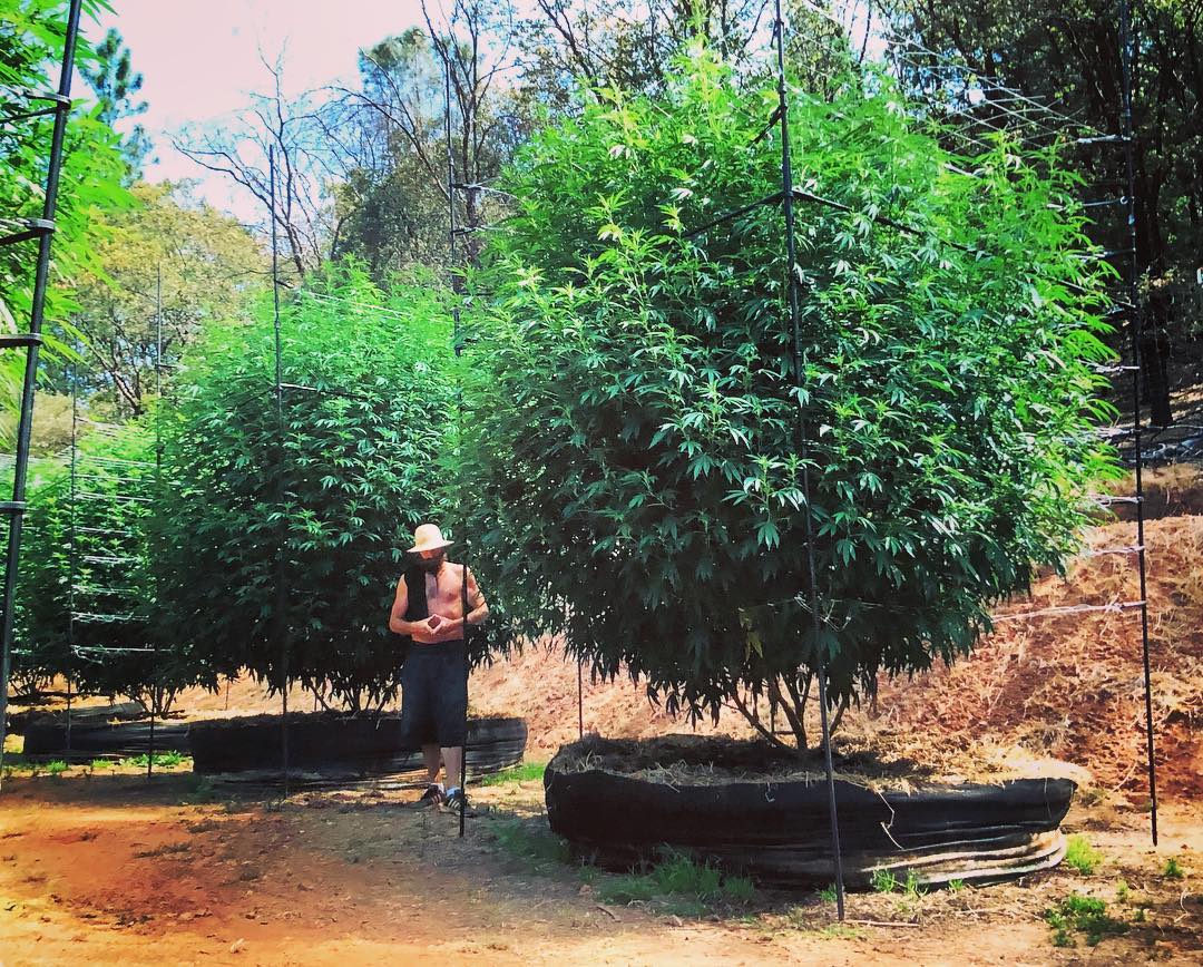 #growtrees🌳
📸:@cannavibe_collective_ca