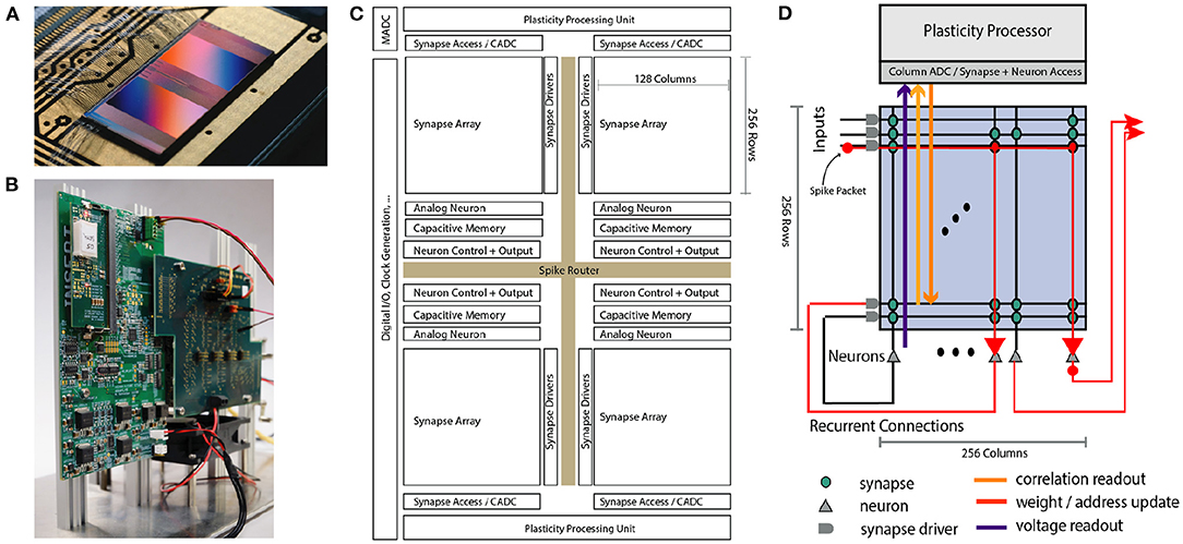 Electronic Vision(s) - in memoriam Karlheinz Meier (@brainscales) on Twitter photo Read all about the <a href="/BrainScaleS/">Electronic Vision(s) - in memoriam Karlheinz Meier</a>-2 Accelerated #Neuromorphic System With Hybrid Plasticity by <a href="/ChristianPehle/">Christian Pehle</a> et al. in <a href="/FrontNeurosci/">Frontiers - Neuroscience</a>!
doi.org/10.3389/fnins.… Read all about the <a href="/BrainScaleS/">Electronic Vision(s) - in memoriam Karlheinz Meier</a>-2 Accelerated #Neuromorphic System With Hybrid Plasticity by <a href="/ChristianPehle/">Christian Pehle</a> et al. in <a href="/FrontNeurosci/">Frontiers - Neuroscience</a>!
doi.org/10.3389/fnins.…