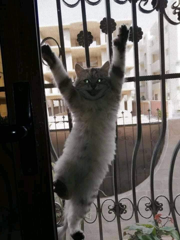 Unusual Cats (@unusual_cats) on Twitter photo 