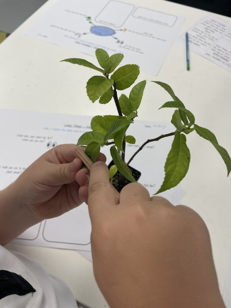 Y2 exploring native plants and Indigenous uses for them as part of their Living Things unit. Can the sandpaper fig leaves smooth their pencil like it smoothed the indigenous tools? #primarystem #primaryscience