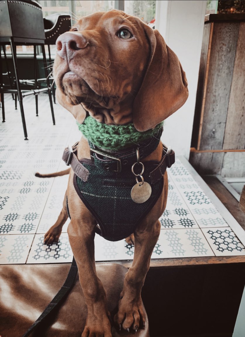 Throwback Thursday!!! Life as a young pup was fun! #ThrowbackThursday #puppy