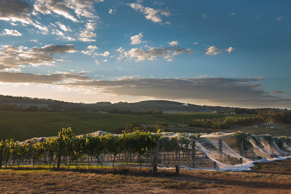 thepawnwineco's tweet photo. Office views 🙌
#officeviews #vintage22 #thepawnwineco #acoolmove https://t.co/BljFmAasdw