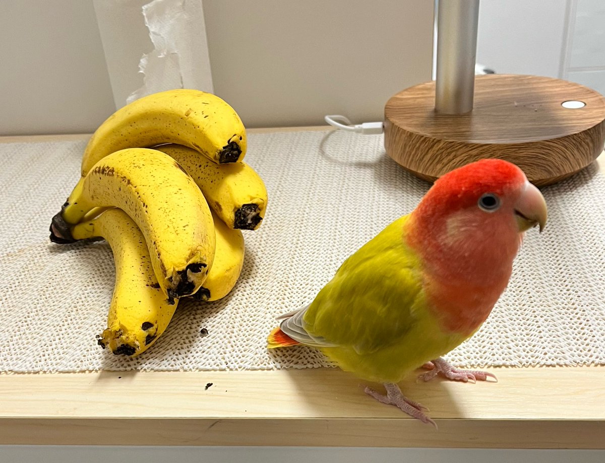 c_atae's tweet photo. バナナかじり犯行現場と犯人（トリ）
#インコ #コザクラインコ https://t.co/eT5YOLVfQT
