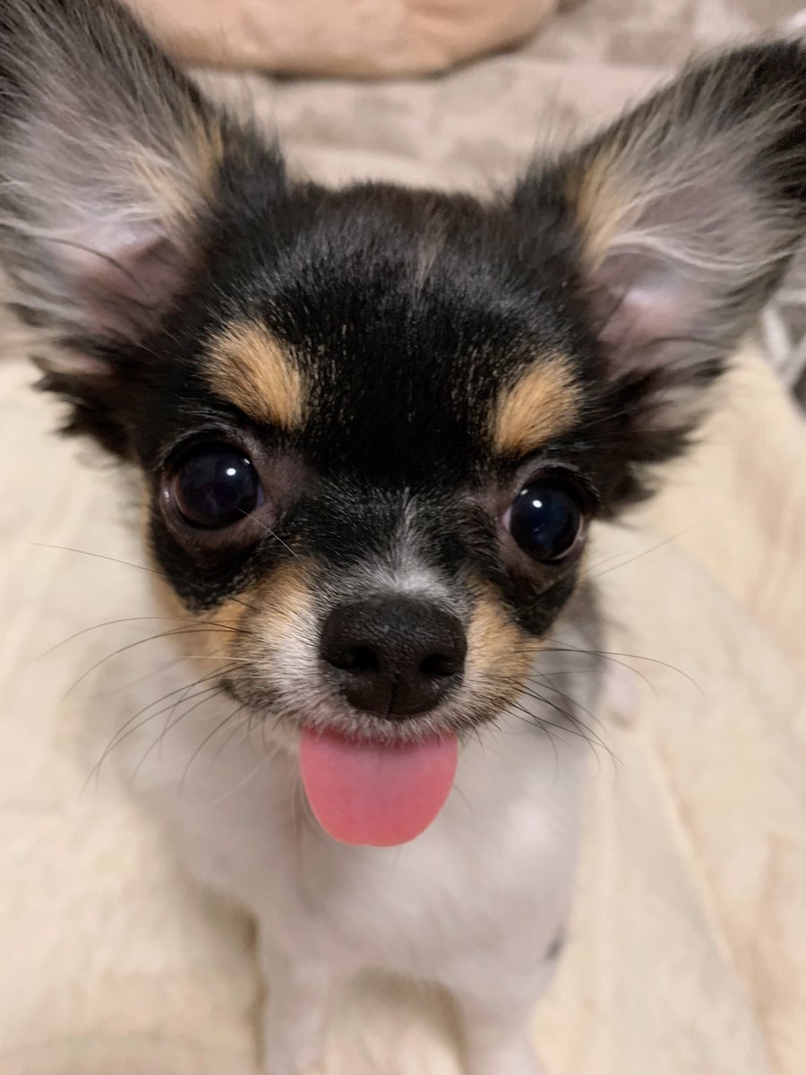 舌の出ぐあいでご機嫌がわかる チワワパピーちゃんがかわいすぎ ブリーダーナビ