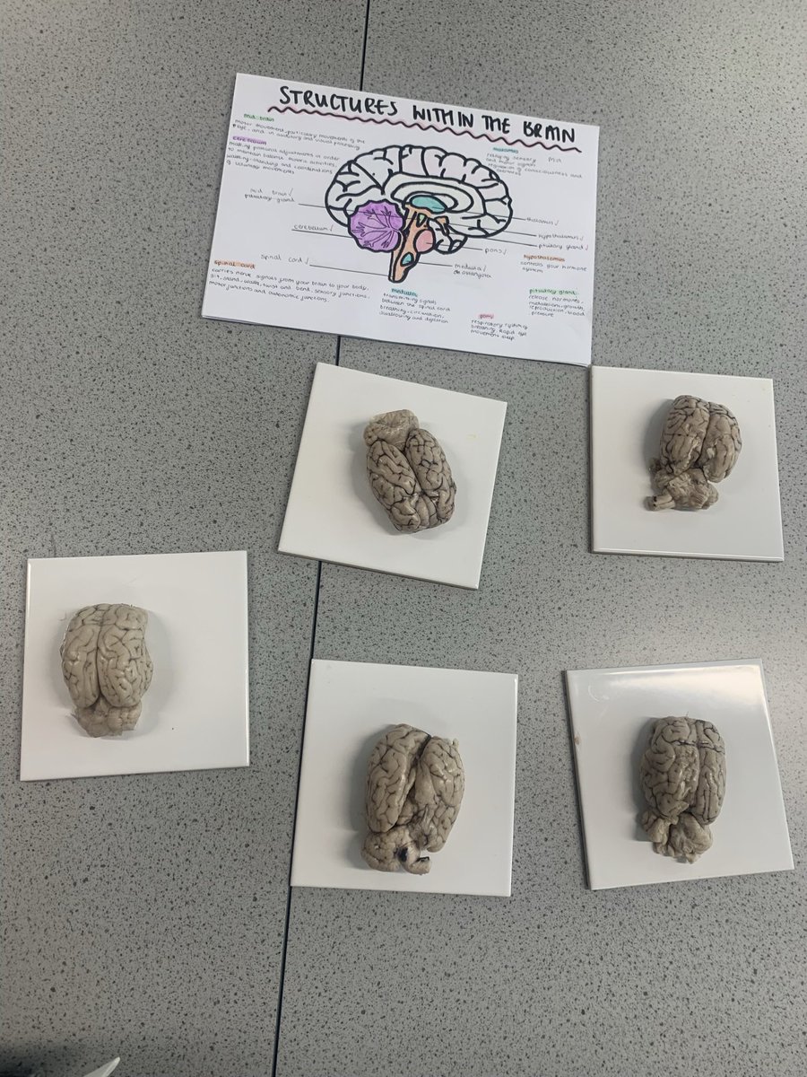 WENFScience tweet picture