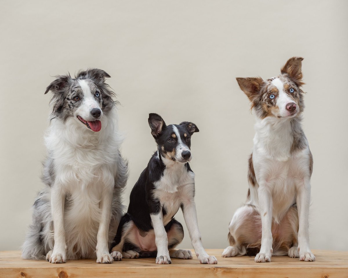 bcolliedisorder's tweet photo. Introducing my three border collies from left to right Astra, Nimbus and Lyra. Nimbus is considerably bigger now 😂 https://t.co/BzkxsbJdjQ