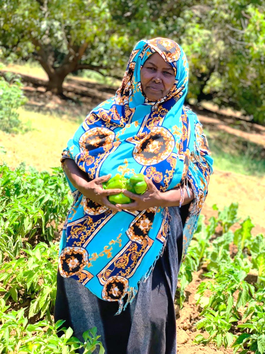 AusHCKenya's tweet photo. Through training by 🇦🇺 Government NGO Cooperation Program #ANCP partners in 🇰🇪, Halima Bare from Garissa County has significantly increased her income and reduced micronutrients deficiency by growing nutritious vegetables and fruits. #AustralianAid #PartnershipforRecovery https://t.co/LwdRzyDGqj