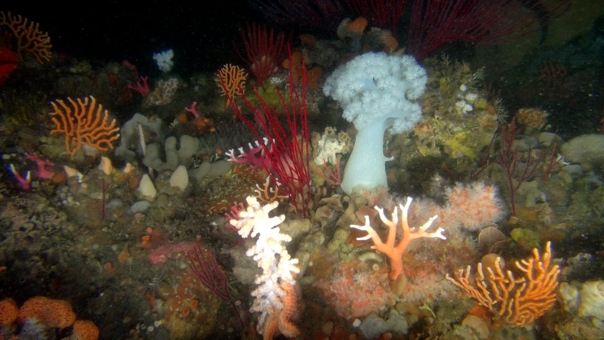 SMCRI🇿🇦 (@smcri_za) on Twitter photo Great day sampling for sponges off RV-Observer out at Thunderbolt reef in St Francis Bay at 48-50m. Close collaboration with the Dorrington Marine Natural Products Research Group at Rhodes University
<a href="/Saeonews/">SAEON</a> @dsigovza <a href="/NRF_News/">National Research Foundation of South Africa</a> #SAEON #ElwandleNode #SMCRI <a href="/NRF_SAIAB/">SAIAB</a> Great day sampling for sponges off RV-Observer out at Thunderbolt reef in St Francis Bay at 48-50m. Close collaboration with the Dorrington Marine Natural Products Research Group at Rhodes University
<a href="/Saeonews/">SAEON</a> @dsigovza <a href="/NRF_News/">National Research Foundation of South Africa</a> #SAEON #ElwandleNode #SMCRI <a href="/NRF_SAIAB/">SAIAB</a>