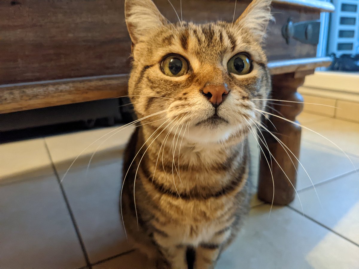 Nastasia Saby (elle/iel, her/they) tweet media