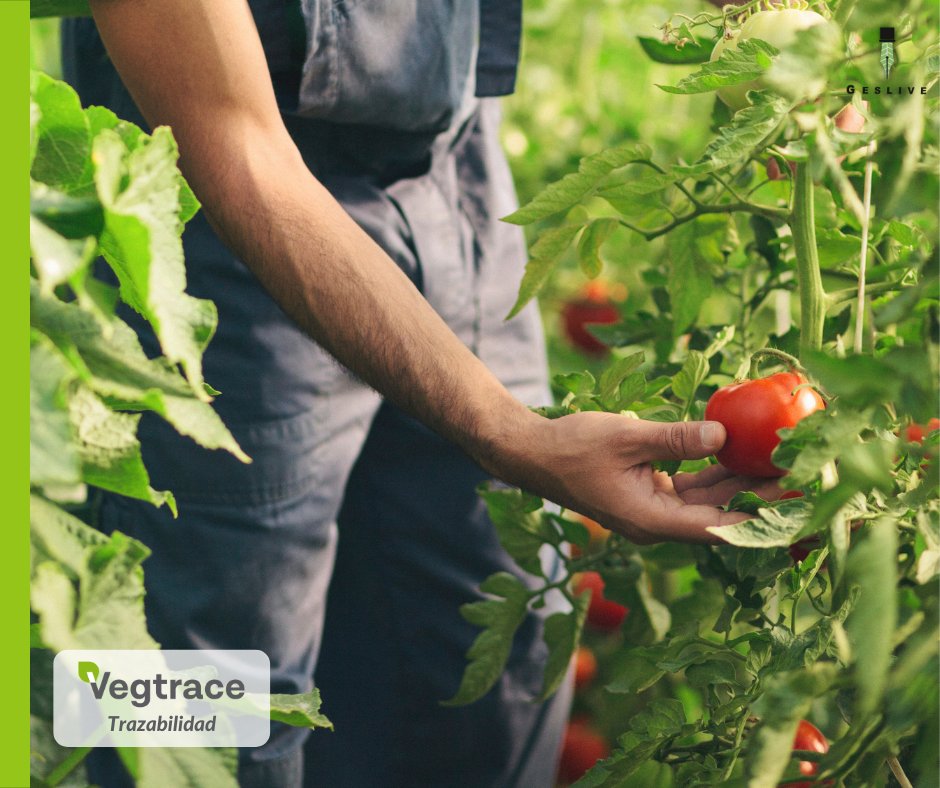 TraceVeg's tweet photo. El sistema de trazabilidad #Vegtrace ofrece a los productores la seguridad de trabajar con material original y con la garantía de haber adquirido plantas y semillas de alta calidad, procedentes de semilleros autorizados. ✔ 🌱 #DeunaSemillaMáximounaPlanta https://t.co/7RWnWOROeq