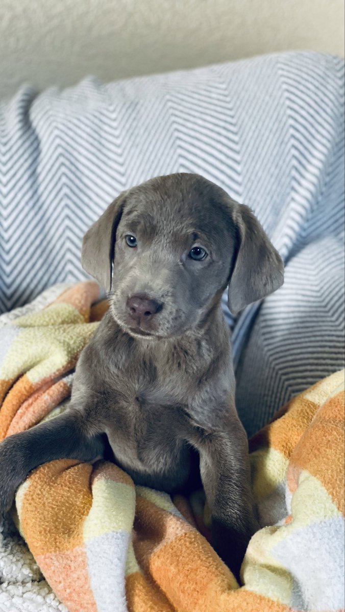 helenshakespeare tweet media